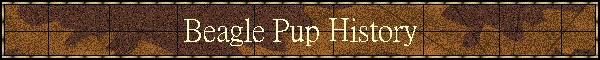Beagle Pup History